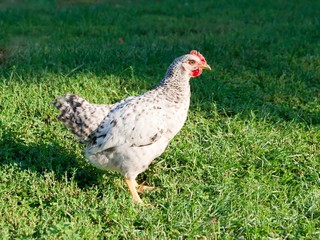 pullet