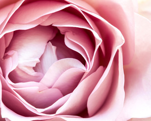 close-up of fresh rose flower