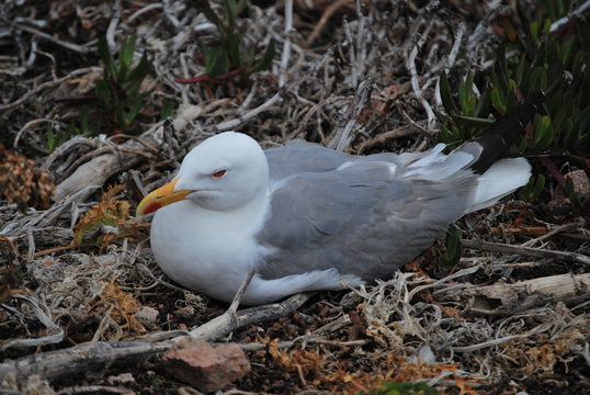 Yellow-legged gull in Berlenga