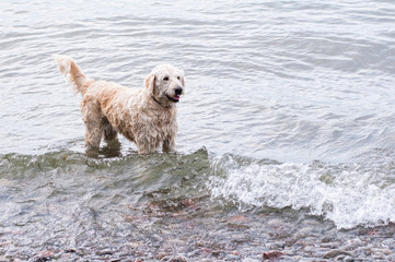 labradoodle dog playing in a wavy lake