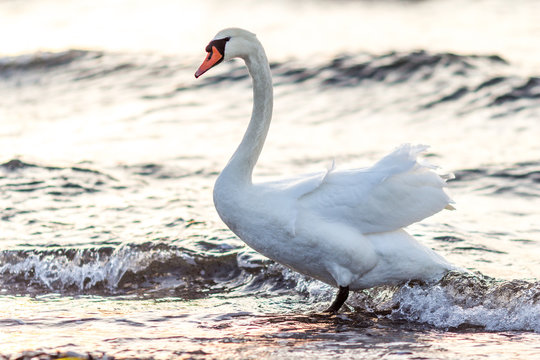 swan standing in water