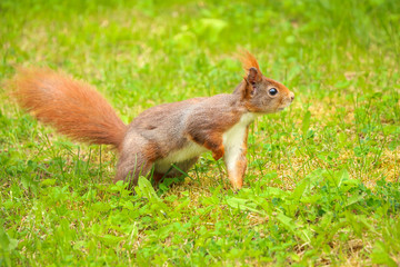Naklejka na ściany i meble Squirrel standing in grass with one leg up
