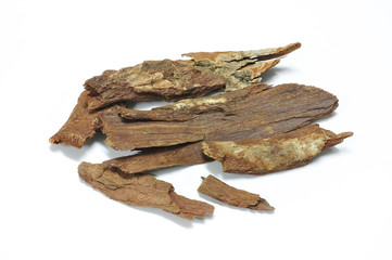 Cinnamomum bejolghota (Ham.) Sweet