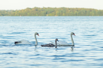Swan family in water