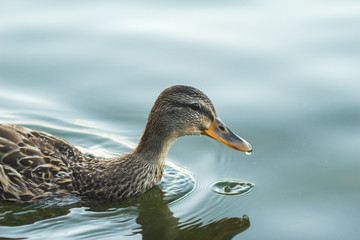 Duck swimming in beautiful water