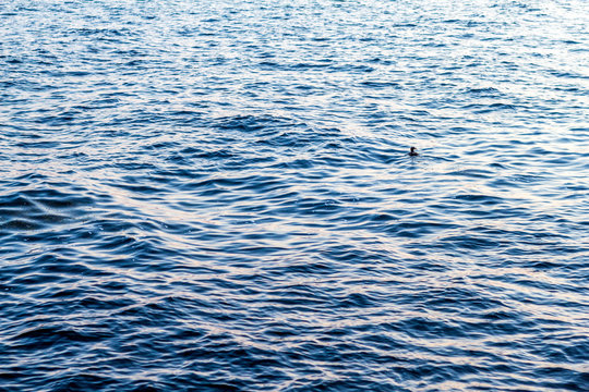 Blue ocean with waves and a duck swimming