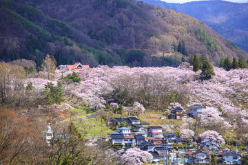 Cherry Blossoms at Takato, Nagano, Japan