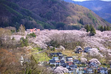 Papier Peint photo autocollant Fleur de cerisier Cherry Blossoms at Takato, Nagano, Japan