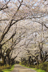 Naklejka premium Cherry blossoms bloom path, Kitakami City, Iwate