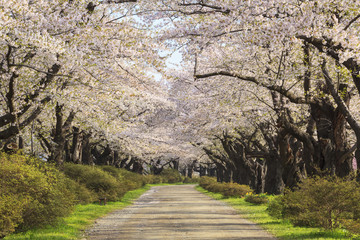 Cherry blossoms bloom path, Kitakami City, Iwate