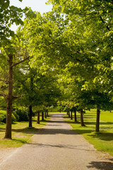 A path in the garden