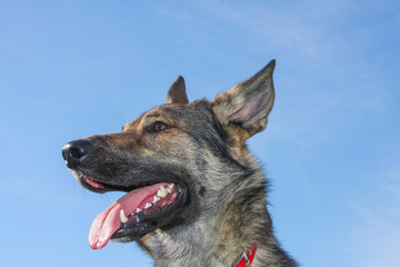 Happy dog and sky