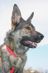 Beautiful shepherd dog