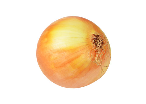 Fresh onion bulb, isolated on white background