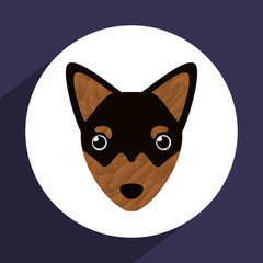 animal cute 
