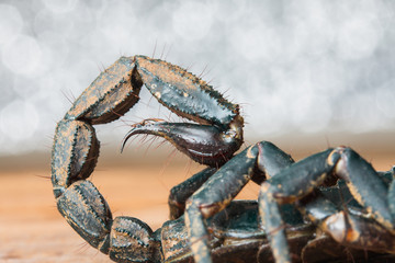 macro of a scorpion stinger