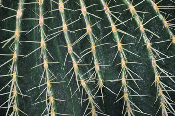 Close up of prickly green cactus