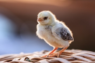 Naklejka premium chicken i am here waiting for mom