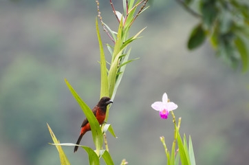 Crimson-backed Tanager sitting on an orchard flower - birds of Colombia 