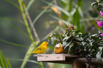 Saffron Finch next to banana in a garden 