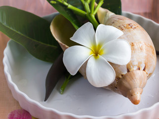 lovely charming aroma flower plumeria in boutique style decorated in conch shell