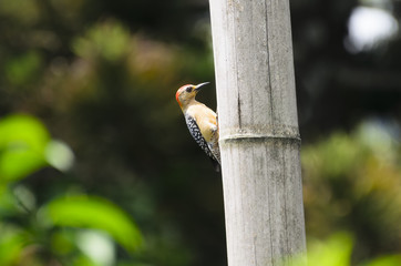 Red-crowned woodpecker on dry bamboo 