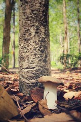 King oyster mushroom in forest
