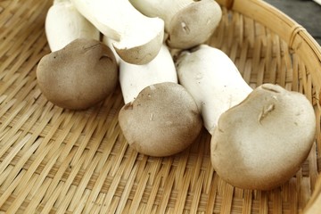 King oyster mushroom -  Eryngii mushroom