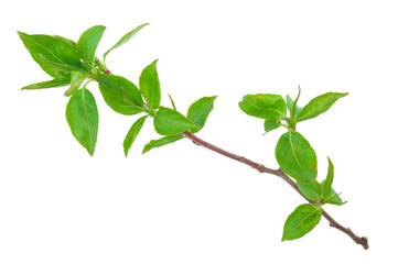 Young green sprout of apple-tree with leaf