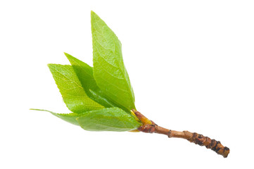 Obraz premium Spring buds