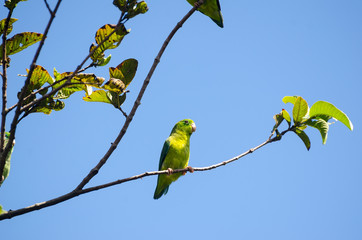 Green-rumped Parrotlet sitting on a tree branch 