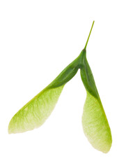 Obraz premium Green maple seeds