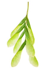 Obraz premium Green maple seeds