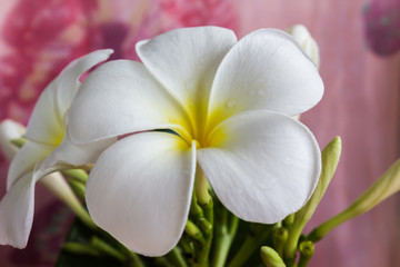 Fototapeta na wymiar lovely charming aroma flower plumeria in boutique style decorated in conch shell