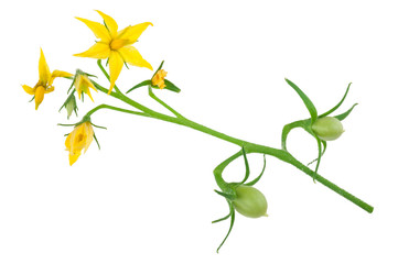 Tomato plant flower