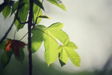 Green leaves in autumn