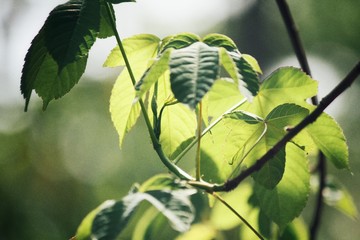 Green leaves in autumn