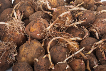 Sprouting potatoes