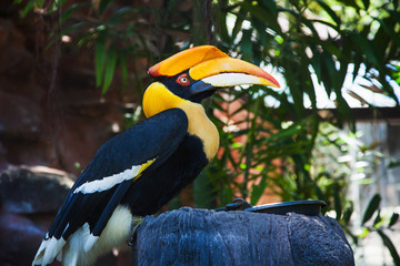 Rhinoceros Hornbill