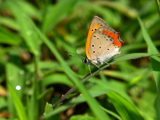 little butterfly in the sunshine #10