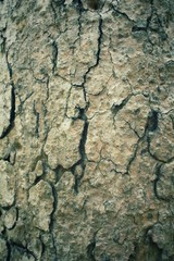 Vintage wood background