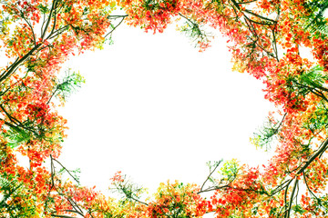  Flam-boyant flower as frame border and copy space