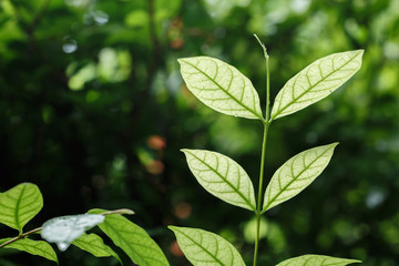 green leaves over abstract background