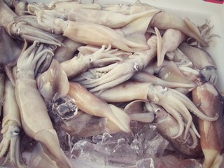 Fresh squid