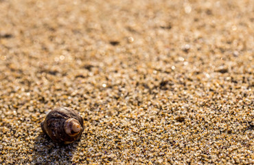 Gehäuse einer Meeresschnecke am Strand