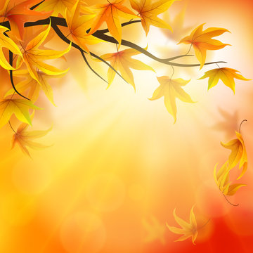 Autumn background with branch and falling maple leaves