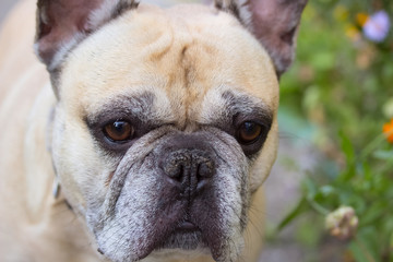Obraz premium Close-up face of the dog ( selective focus)