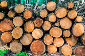 Pile of wood trunks stored in the forest