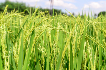 Close up of green rice paddy.