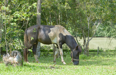 grazing bay horse